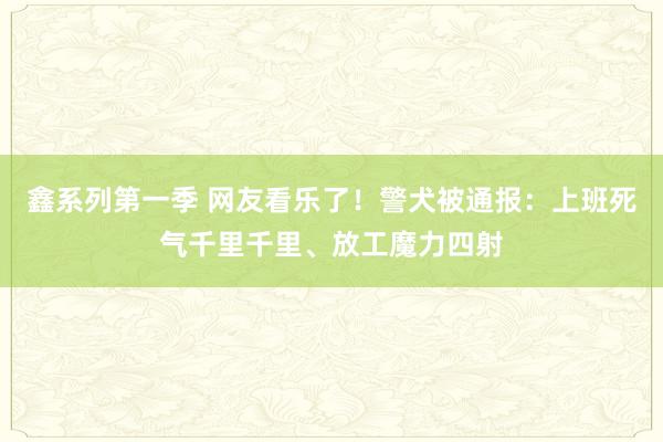 鑫系列第一季 网友看乐了！警犬被通报：上班死气千里千里、放工魔力四射